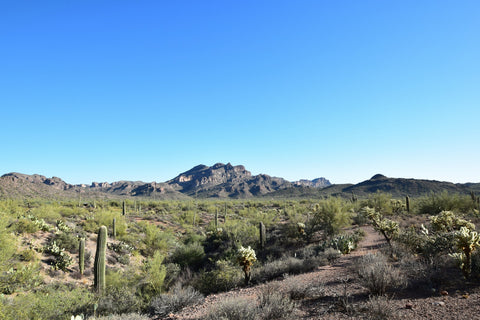Desert landscape with cacti and mountains under a clear blue sky.